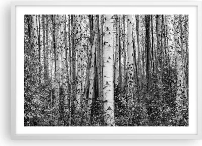 Produktbild von Gerahmtes Poster - Weißer Rahmen - Birken Wald Monochrom - 70x50 cm - Wand Bild - Wanddeko - Wandbilder - Kunstposter - Wandposter - Bilderrahmen - Bilder - Kunstdruck - P2WAA70x50-4643