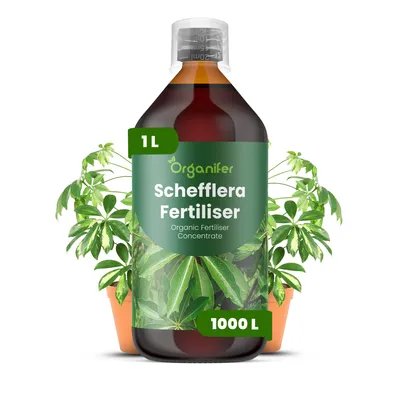 Zdjęcie produktu dla Schefflera Nawóz Płynny 1 L – 3-4-3 NPK – Do Scheffleru – Podporuje Silny Wzrost i Zdrowe Liście – Organifer