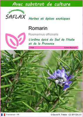 Image de SAFLAX  - Romarin - 100 graines - Avec substrat - Rosmarinus