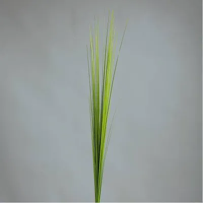 Produktbild von künstliches Isolepsisgras, Deko Gräserzweig H. 85cm hellgrün DPI Kunstblumen