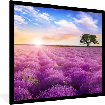Produktbild von MuchoWow® Gerahmtes Poster Lavendel - Baum - Sonnenuntergang - Lila 40x40 cm - Poster mit Schwarzem Bilderrahmen Wandposter Rahmen Foto Bilder - Mit Rahmen - Wanddekoration Schlafzimmer