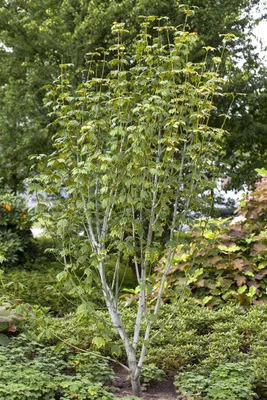 Produktbild von Acer pensylvanicum, Schlangenhaut-Ahorn, 50–60 cm