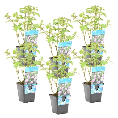 Produktbild von Bloomique - 6er Set - Mentha Aquatica - Wasserminze - Teichpflanzen Winterhart - Wasserpflanzen - Zone 1-2-3-4-5 - Höhe 10-20 cm - Topf 9 cm