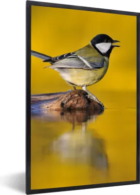 Produktbild von MuchoWow® Gerahmtes Poster Kohlmeise - Vogel - Wasser 60x90 cm - Poster mit Schwarzem Bilderrahmen Wandposter Rahmen Foto Bilder - Kunst