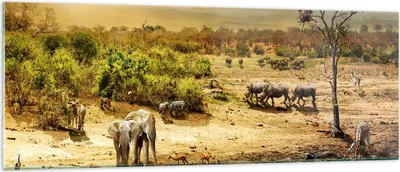 Produktbild von Bilder auf glas - Safari Tiere - 140x50cm - Glasbilder - Wandbilder - Kunstdruck - zum Aufhängen bereit - Wanddekoration aus Glas - Glas Bilder - Wandbild auf Glas - Einteilig - GAB140x50-3880