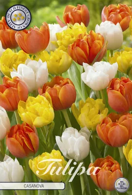 Artikelbild 2 von 'Tulpe Casanova (10 Stück)' aus der Kategorie Tulpenzwiebeln