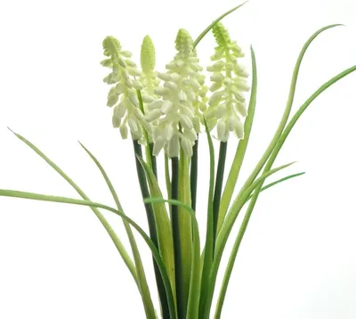 Produktbild von GASPER Traubenhyazinthen - Muscaribund Cremeweiß 30 cm - Kunstblumen