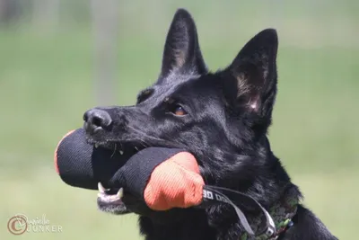 Produktbild von Dingo Gear Trainingszylinder aus Nylcot robust 28cm