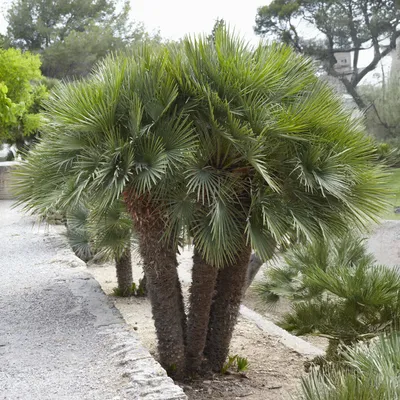 Produktbild von Bakker.com - Zwergpalme 'Sicilia', Der topf / 1.3L / Lieferhöhe 30-40cm
