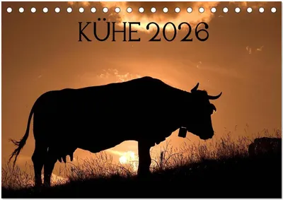 Produktbild von Kühe 2026 (Tischkalender 2026 DIN A5 quer), CALVENDO Monatskalender