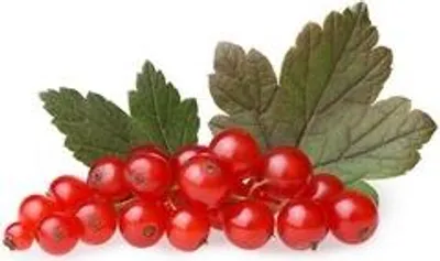 Zdjęcie produktu dla Porzeczka Czerwona 250G - Słodkie I Soczyste Owoce Z Polskich Upraw