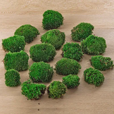 Produktbild von Lebendes Kissenmoos | Premium frisches lebendes Moos für Terrarien - Bun Moss - Kissenmoos
