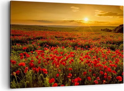 Produktbild von Bild auf Leinwand - Leinwandbild - Mohn Blume Wiese - 100x70cm - Wand Bild - Wanddeko - Wandbilder - Leinwanddruck - Bilder - Kunstdruck - Wanddekoration - Leinwand bilder - Wandkunst - AA100x70-3643