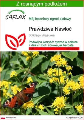 Zdjęcie produktu dla SAFLAX - Prawdziwa Nawłoć - 100 Nasiona - Z podłożem uprawowym wolnym od zarazków - Solidago virgaurea