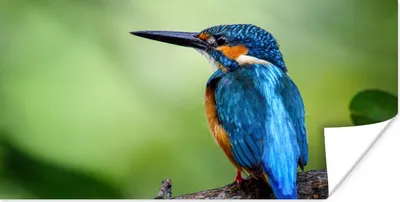 Produktbild von MuchoWow® Poster Eisvogel - Zweig - Blau 40x20 cm - Poster für die Wand - Poster Schlafzimmer