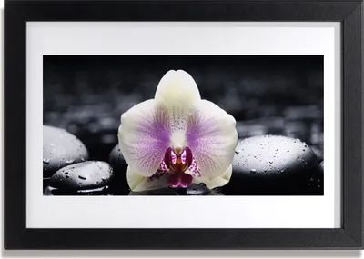 Produktbild von Bild 30x20 MDF-Rahmen Wandkunst Blume Orchidee Pflanze