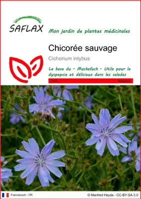 Image de SAFLAX  - Chicorée sauvage - 250 graines - Cichorium