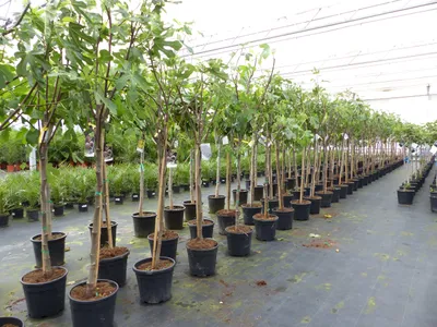 Produktbild von Feigenbaum 170 cm Obstbaum Brown Turkey winterhart kräftiger Stamm, Ficus Carica, Feige