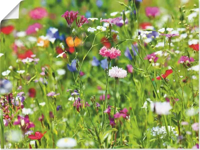 Produktbild von ARTland Poster Blumenwiese I Größe: 60x45 cm