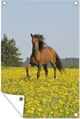 Produktbild von MuchoWow® 80x120 cm Outdoor-Poster Gartendeko Sichtschutz Garten Poster für den Garten  Pferde - Blumen - Gelb