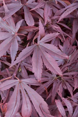 Produktbild von Acer palmatum 'Shaina', Japanischer Ahorn, kompakt, 80–100 cm