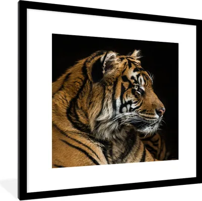 Produktbild von MuchoWow® Gerahmtes Poster Tiger - Tierkopf - Schwarz 40x40 cm - Poster mit Schwarzem Bilderrahmen Wandposter Rahmen Foto Bilder - Poster - Plakat im Rahmen
