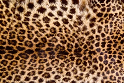 Produktbild von Fototapete - Leopard Skin 375x250cm - Vliestapete