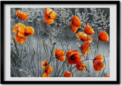 Produktbild von Bild - Bilderrahmen - 100 cm x 70 cm - MDF - Rahmen - Foto - Wandkunst Wildblumen Mohn