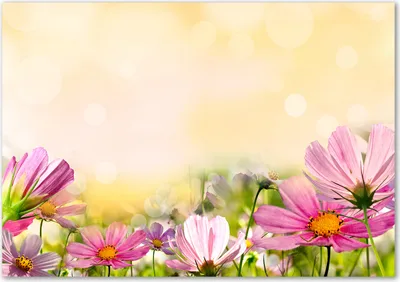 Produktbild von Tulup® Glas-Bild - 100 x 70 - Wandbild aus Glas - Wandkunst - Wandbild hinter gehärtetem Sicherheitsglas - Blumen & Pflanzen - Mohnblumen - Rosa
