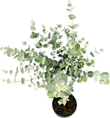 Obrázek produktu pro Eukalyptus, blahovičník na kmínku FloraSelf Eucalyptus gunnii 'Azura' výška kmene 50 cm květináč 3 l