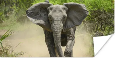 Produktbild von MuchoWow® Poster Laufender Elefant 120x60 cm - Bild