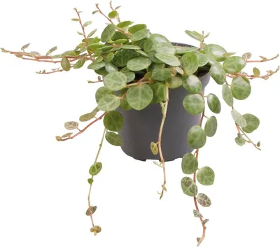 Productafbeelding van Aquafleur Peperomia Prostrata | In 5 cm pot