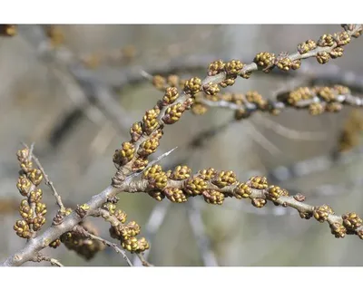 Produktbild von Sanddorn (männlich) FloraSelf Hippophae rhamnoides 'Pollmix' H 40-60 cm Co 4,5 L