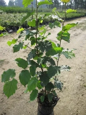 Produktbild von Corylus avellana - Gemeine Hasel - Haselnussstrauch 60-100