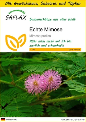 Produktbild von SAFLAX Anzucht Set - Echte Mimose - Mimosa pudica - 70 Samen - Mit Mini-Gewächshaus, Anzuchtsubstrat und 2 Töpfen