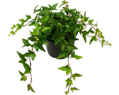 Obrázek produktu pro Břečťan popínavý FloraSelf Hedera helix hibernica květináč Ø 13 cm