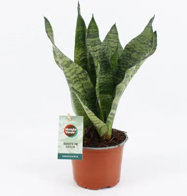 Obrázok produktu pre Sansevieria Black Coral - Luková konope - Izbová rastlina vysoká 35 cm - Ø12 cm - Čistí vzduch a ľahko sa udržiava - Tmavo zelená, elegantný vzor listov