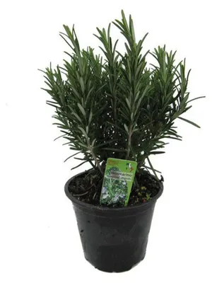 Produktbild von Enseleits XXL italienischer Rosmarin im  Topf - Rosmarinus officinalis