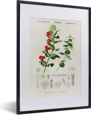 Produktbild von MuchoWow® MuchoWow® Gerahmtes Poster Pflanze - Jahrgang - Botanica 30x40 cm - Poster mit zchwarzem Bilderrahmen - Wandposter Schlafzimmer