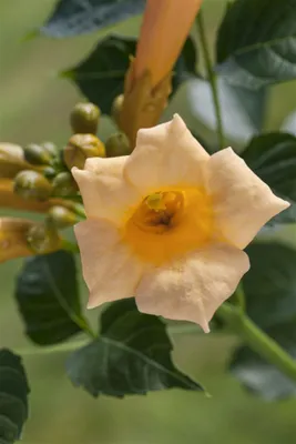 Produktbild von Campsis radicans 'Flava', Trompetenblume, gelb, 60–100 cm