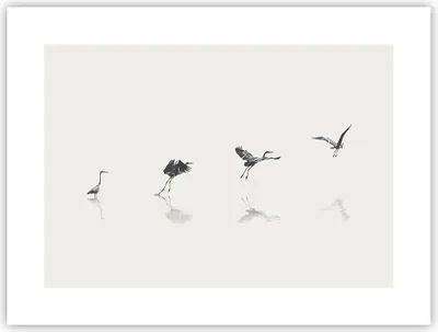Produktbild von Poster - Poster ohne Rahmen - Flug Vogel Reiher - 40x30 cm - Wand Bild - Wanddeko - Wandbilder - Kunstposter - Wandposter - Bilder - Kunstdruck - Wanddekoration - Wandbild - P2XAA40x30-5096