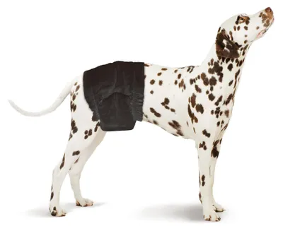 Produktbild von SwissPet Einweg-Hundewindeln für Rüden, Größe S-M für Taille von 30 - 46 cm, 12 Stück