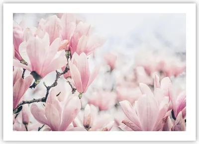 Produktbild von Poster - Poster ohne Rahmen - Magnolie Blumen Rosa - 70x50 cm - Wand Bild - Wanddeko - Wandbilder - Kunstposter - Wandposter - Bilder - Kunstdruck - Wanddekoration - Wandbild - P2XAA70x50-4396