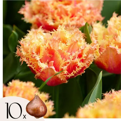 Produktbild von Tulpenzwiebeln - 10 Stk - Tulipa 'Brisbane' - Blumenzwiebeln - Rosa