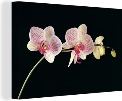 Zdjęcie produktu dla OneMillionCanvasses® - Obrazy na płótnie - 140x90 cm, Orchidea - Kwiaty - Czarny - Różowy - Guziki, Dekoracja ścienna - Zdjęcie na płótnie - Obraz na drewnianej ramie