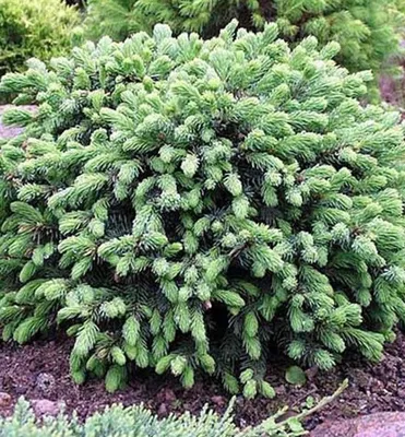 Produktbild von Weiß-Fichte ´ECHINIFORMIS´ 15-20 cm, Cont. 2,5 l