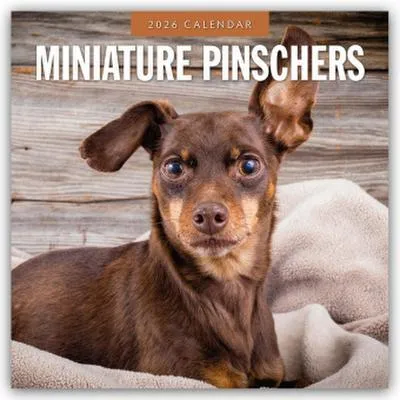 Image de Miniature Pinschers - Pinscher nain - Pinscher chevreuil 2026 - Calendrier 16 mois