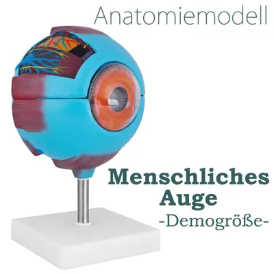 Anatomiemodell menschliches Auge, Vergößert, Blau auf Ständer