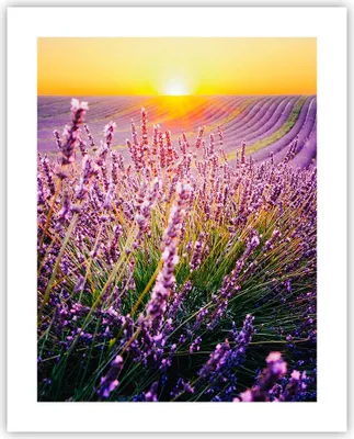 Produktbild von Poster - Poster ohne Rahmen - Feld Lavendel Sonne - 40x50 cm - Wand Bild - Wanddeko - Wandbilder - Kunstposter - Wandposter - Bilder - Kunstdruck - Wanddekoration - Wandbild - P2XPA40x50-4703