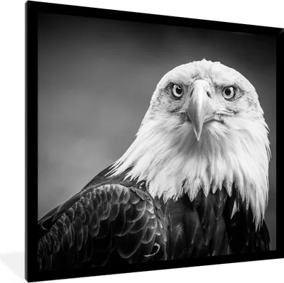 Produktbild von MuchoWow® Gerahmtes Poster Adler - Raubvogel - Schwarz - Weiß - Tiere 40x40 cm - Poster mit Schwarzem Bilderrahmen Wandposter Rahmen Foto Bilder - Mit Rahmen - Wanddekoration Schlafzimmer